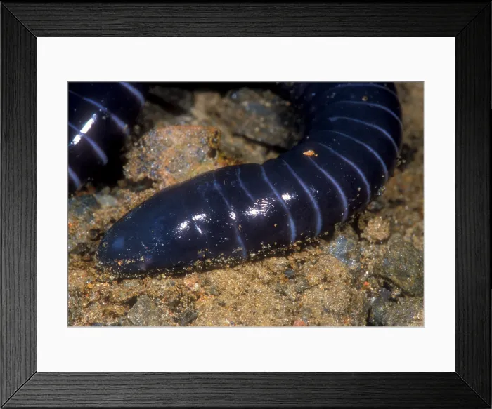 Framed Print : Boettgers Caecilian Framed Print : Boettgers Caecilian