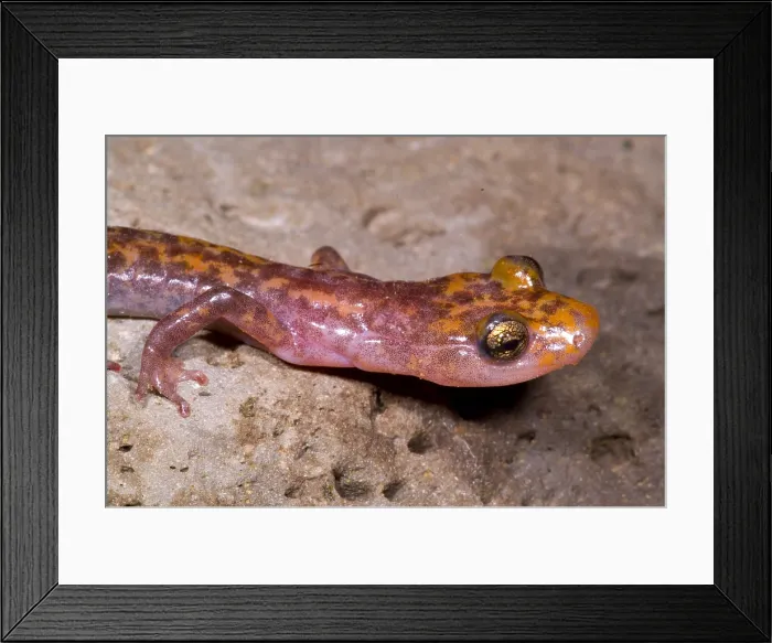 Framed Print : Cave Salamander