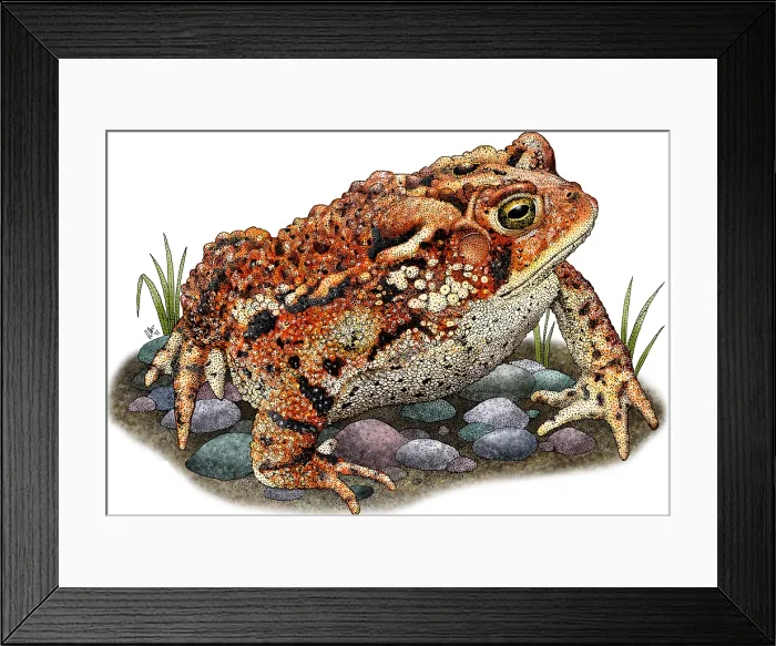 Framed Print : Eastern American Toad