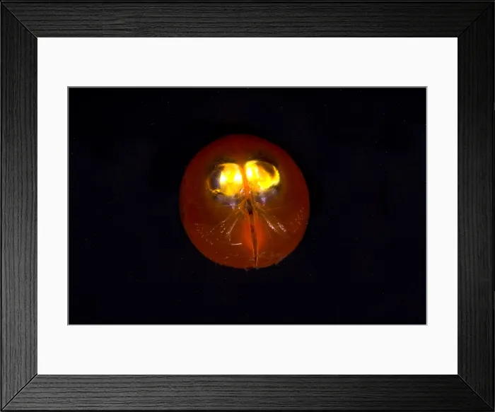 Framed Print : Giant Ostracod Framed Print : Giant Ostracod