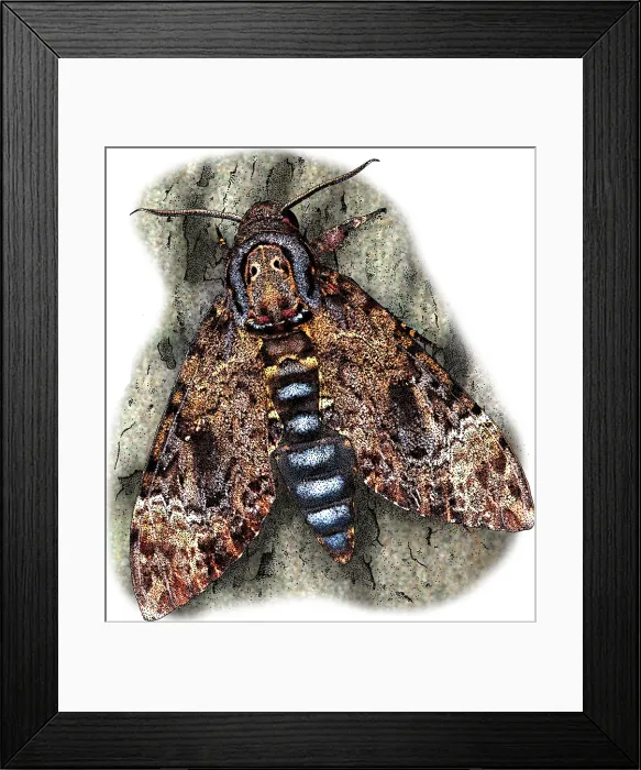 Framed Print : Deaths head hawkmoth Framed Print : Deaths head hawkmoth