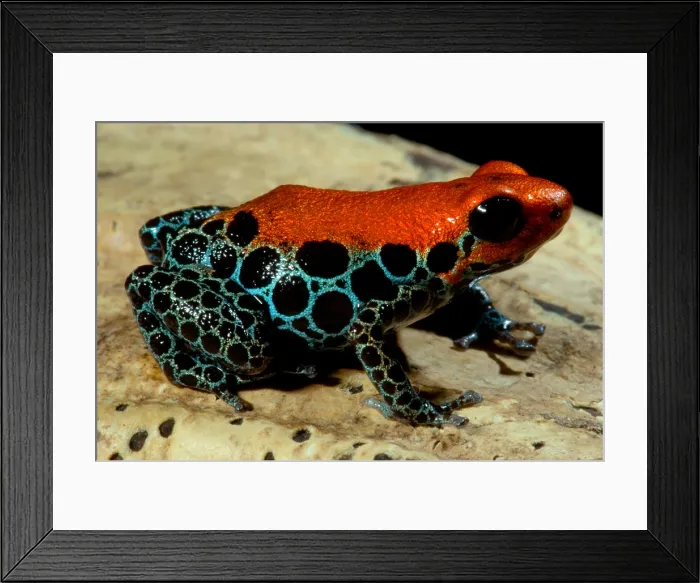 Framed Print : Reticulated Poison Frog Framed Print : Reticulated Poison Frog