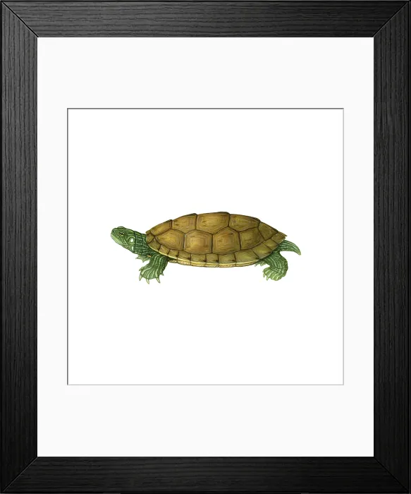 Framed Print : Common Map Turtle Framed Print : Common Map Turtle