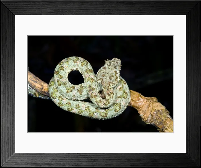 Framed Print : Eyelash Viper Framed Print : Eyelash Viper