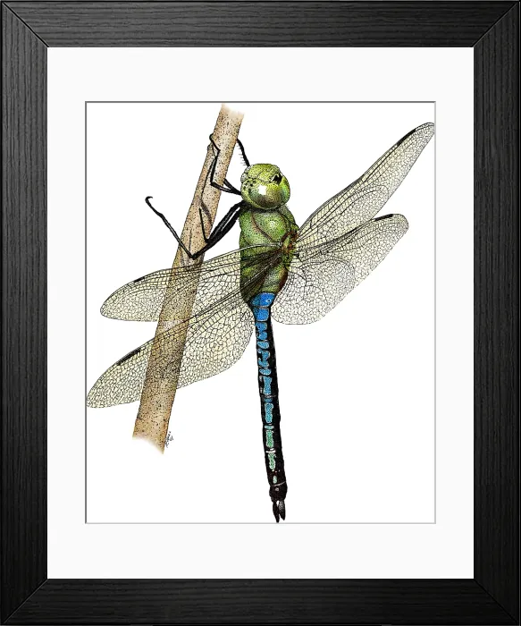 Framed Print : Green Darner Dragonfly Framed Print : Green Darner Dragonfly