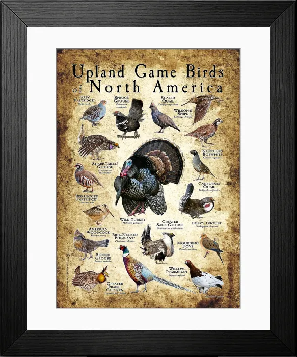 Framed Print : Upland Game Birds of North America Framed Print : Upland Game Birds of North America