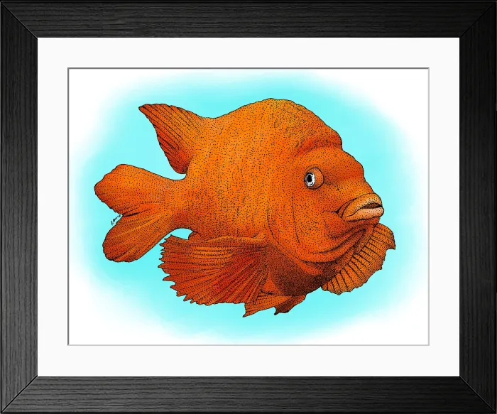Framed Print : Garibaldi Fish Framed Print : Garibaldi Fish
