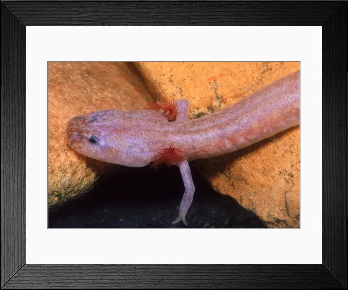 Framed Print : Grotto Salamander larva