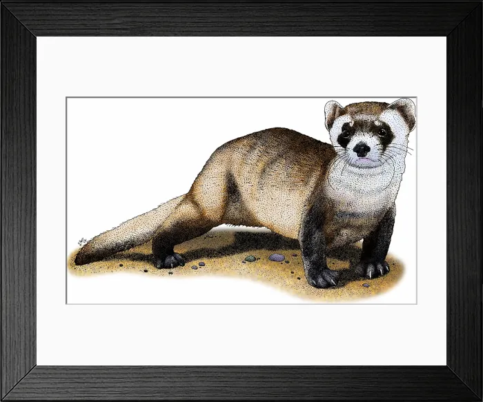 Framed Print : Black-footed ferret Framed Print : Black-footed ferret