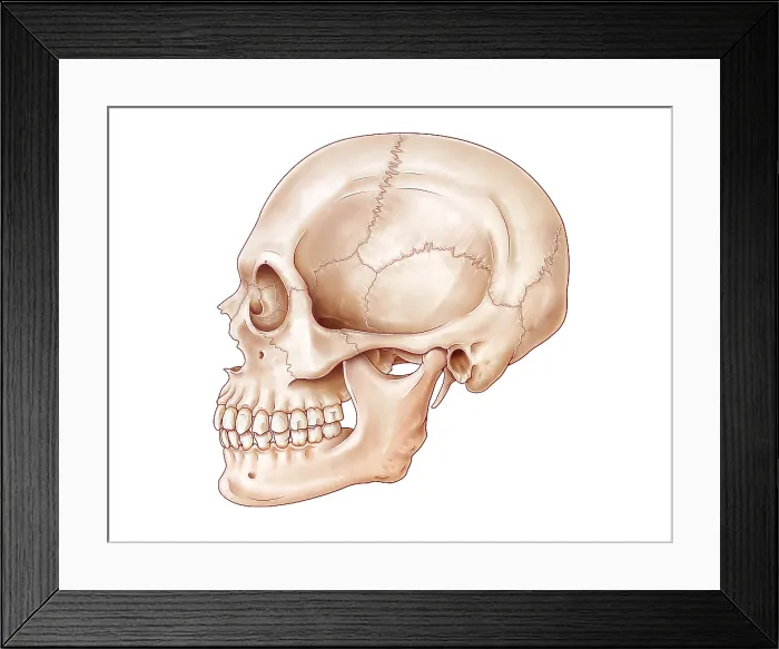 Framed Print : Lateral Skull, Illustration Framed Print : Lateral Skull, Illustration