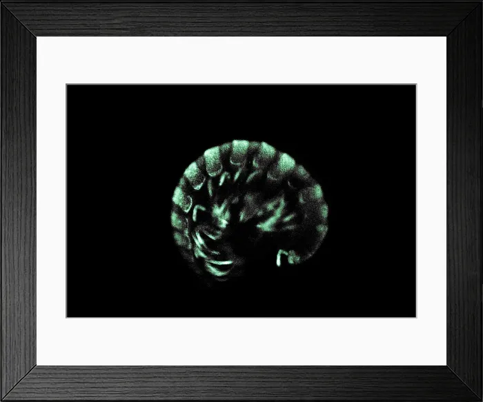 Framed Print : Bioluminescent millipede Framed Print : Bioluminescent millipede
