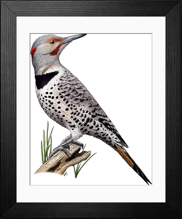 Framed Print : Northern Flicker Framed Print : Northern Flicker