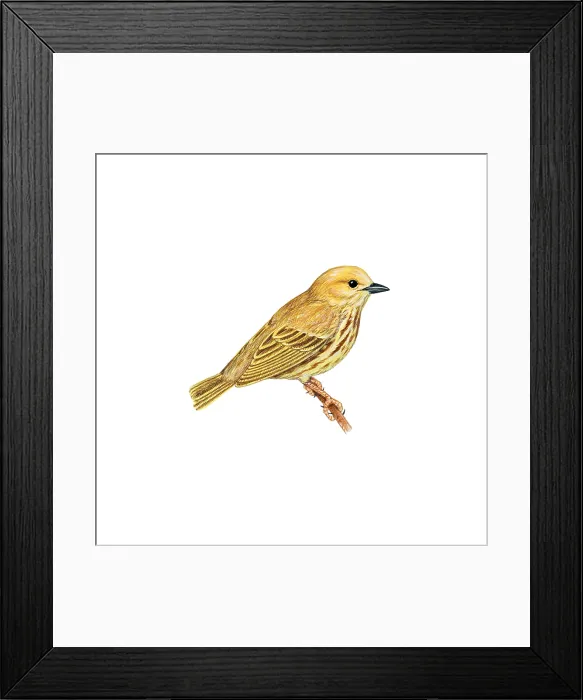 Framed Print : Yellow Warbler Framed Print : Yellow Warbler