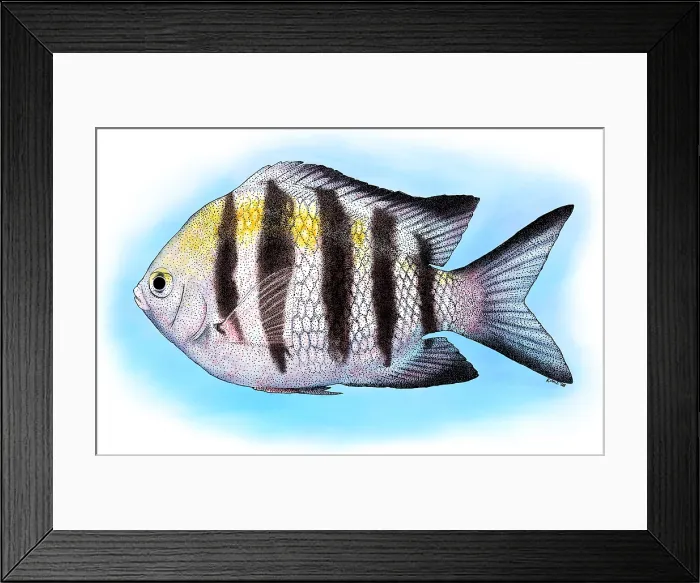 Framed Print : Sergeant Major Fish Framed Print : Sergeant Major Fish