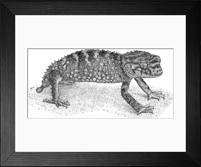 Framed Print : Rough Knob Tailed Gecko Framed Print : Rough Knob Tailed Gecko