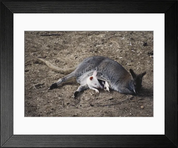 Framed Print : Baby Albino Wallaby with Mother Framed Print : Baby Albino Wallaby with Mother