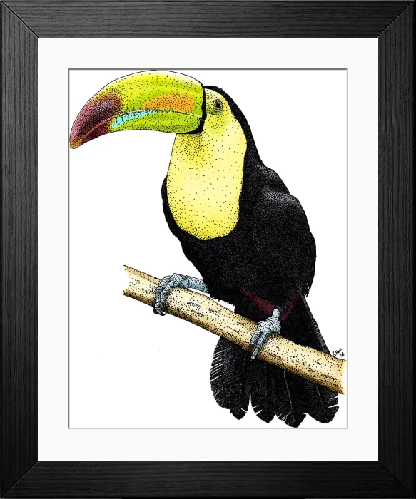 Framed Print : Keel-billed Toucan
