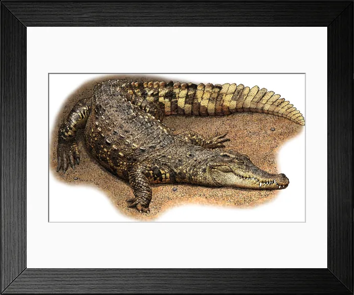 Framed Print : Siamese Crocodile, C. siamensis, Illustration Framed Print : Siamese Crocodile, C. siamensis, Illustration