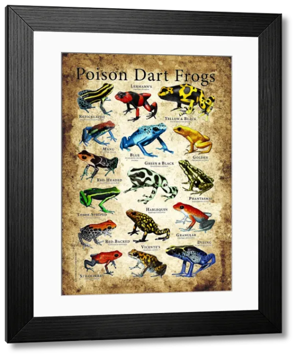 Framed Print : Poison Dart Frogs