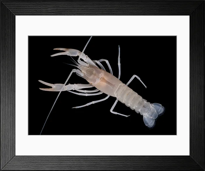 Framed Print : Prickly cave crayfish Framed Print : Prickly cave crayfish