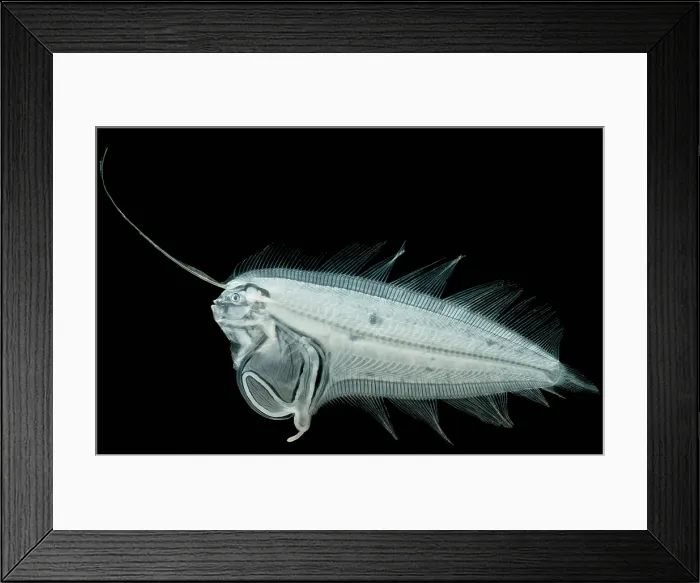 Framed Print : Larval Flounder Framed Print : Larval Flounder
