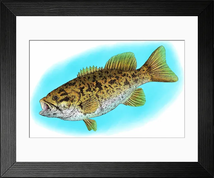 Framed Print : Smallmouth Bass Framed Print : Smallmouth Bass