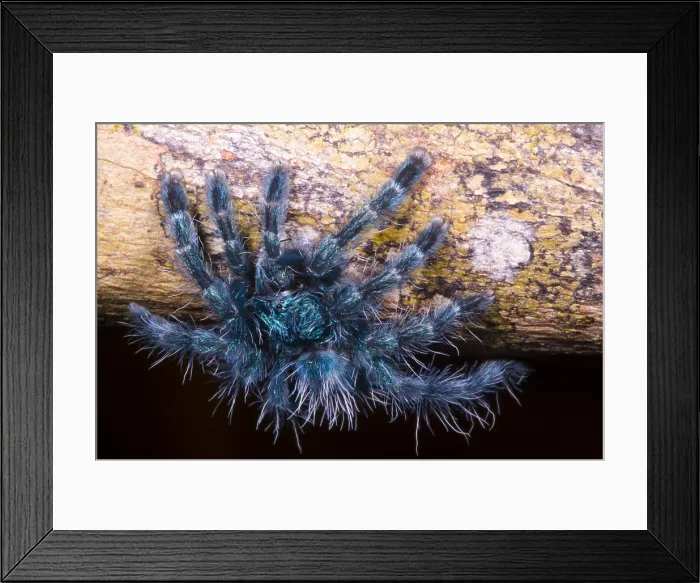 Framed Print : Antilles Pinktoe Tarantula Framed Print : Antilles Pinktoe Tarantula
