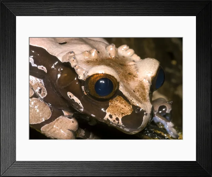 Framed Print : Crowned Tree Frog