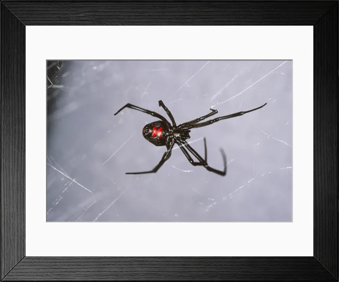Framed Print : Black Widow