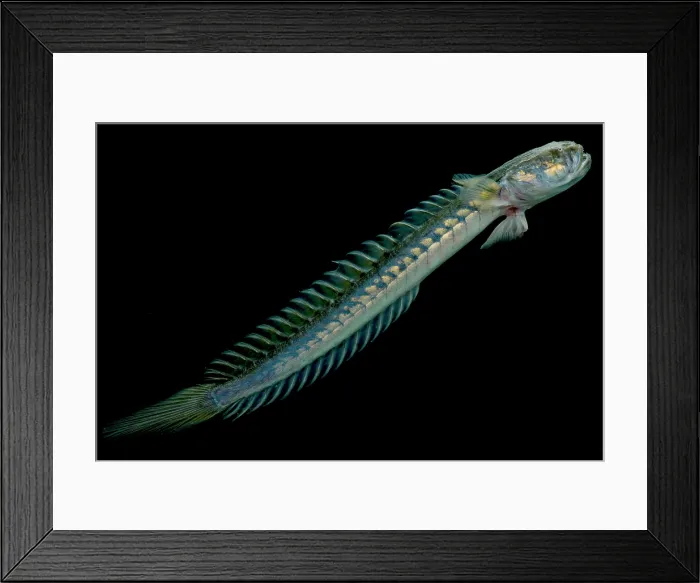 Framed Print : Violet Goby (Gobioides broussonnetii) Framed Print : Violet Goby (Gobioides broussonnetii)