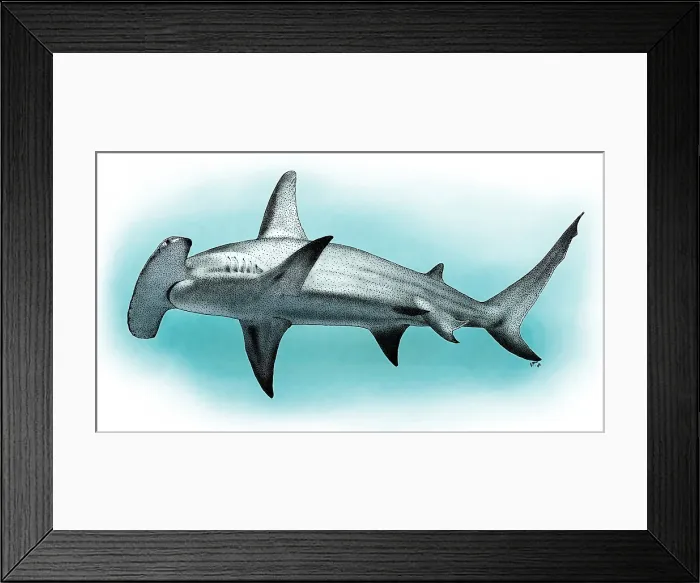 Framed Print : Great Hammerhead Shark Framed Print : Great Hammerhead Shark