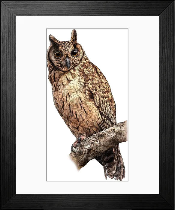 Framed Print : Madagascar long eared owl Framed Print : Madagascar long eared owl