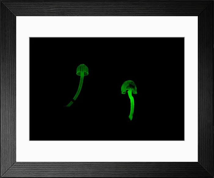 Framed Print : Bioluminescent Fungi