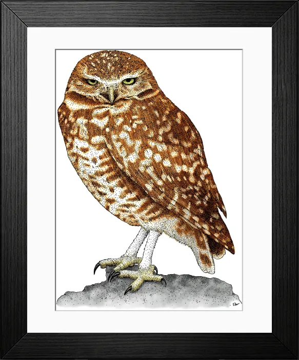 Framed Print : Burrowing Owl Framed Print : Burrowing Owl
