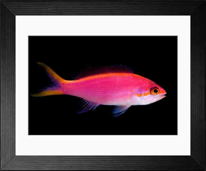 Framed Print : Purple Queen Anthias Framed Print : Purple Queen Anthias