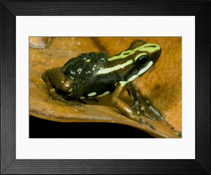Framed Print : Poison Frog with Tadpoles Framed Print : Poison Frog with Tadpoles