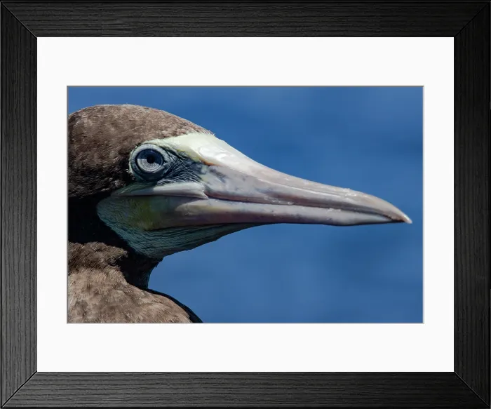 Framed Print : Brown Booby (Sula leucogaster) Framed Print : Brown Booby (Sula leucogaster)