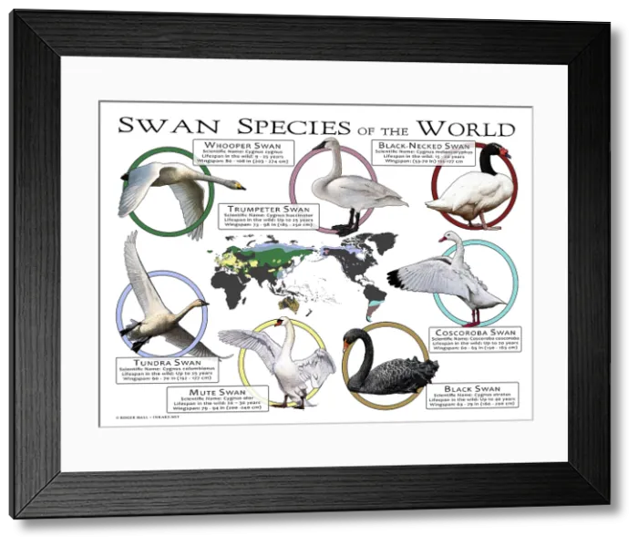 Framed Print : Swans Species of the World