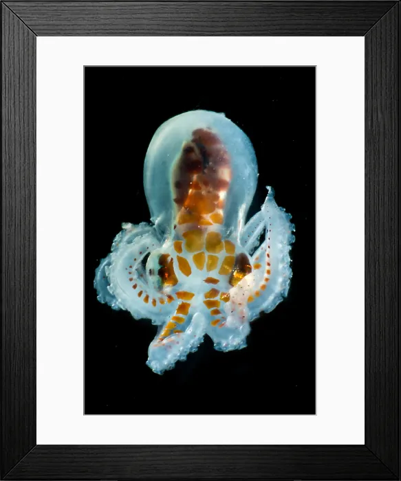 Framed Print : Larval Octopod, trawled from Florida Straits Framed Print : Larval Octopod, trawled from Florida Straits