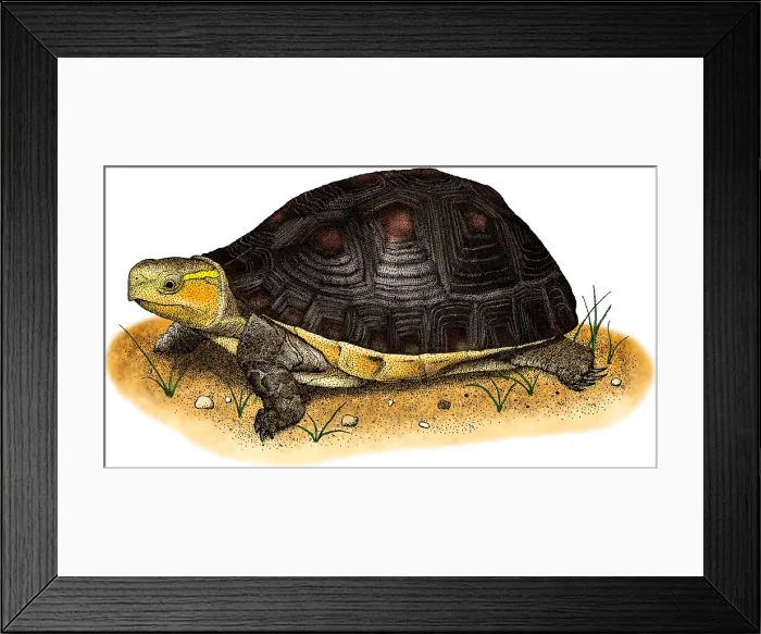 Framed Print : Chinese Box Turtle Framed Print : Chinese Box Turtle