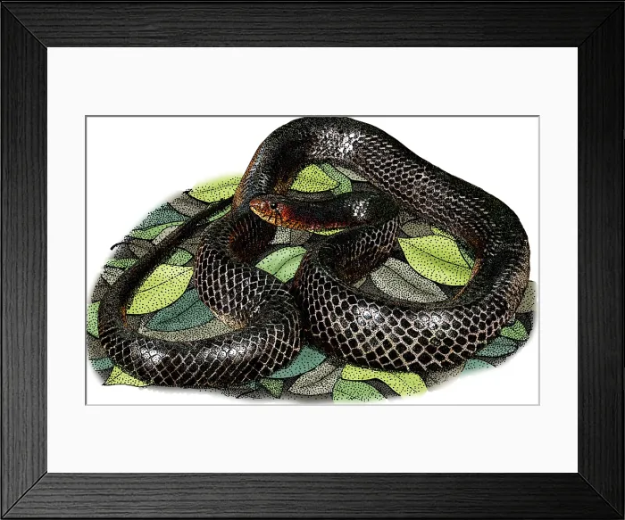 Framed Print : Eastern Indigo Snake, Illustration