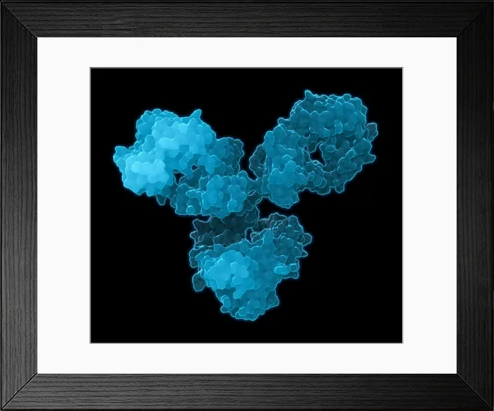 Framed Print : Immunoglobulin G antibody Framed Print : Immunoglobulin G antibody