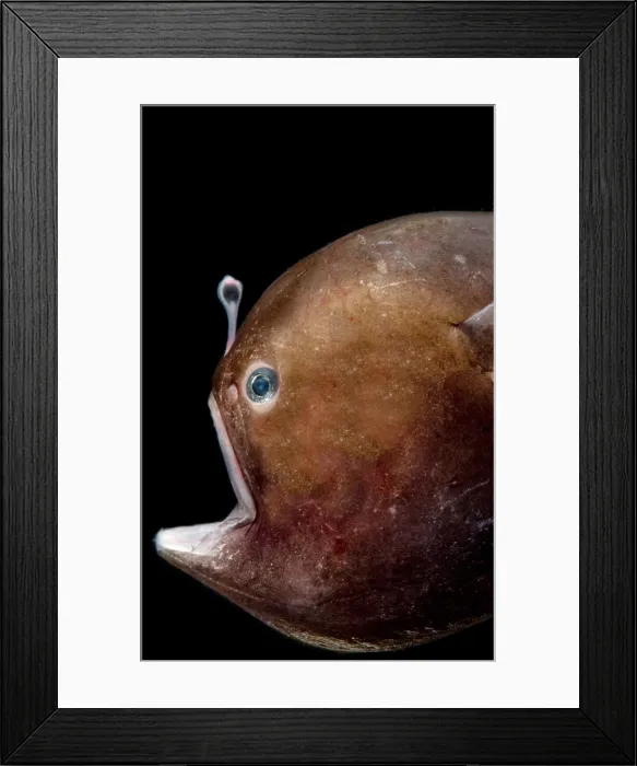 Framed Print : Black Seadevil (Melanocetus sp.) Framed Print : Black Seadevil (Melanocetus sp.)