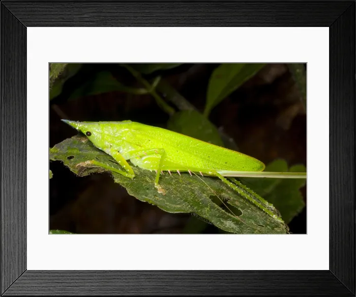 Framed Print : Predatory Katydid Framed Print : Predatory Katydid