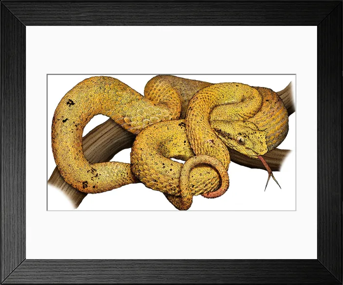 Framed Print : Eyelash Viper, Illustration