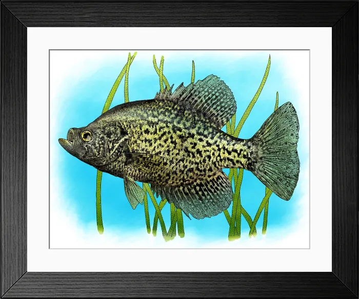 Framed Print : Black Crappie Framed Print : Black Crappie