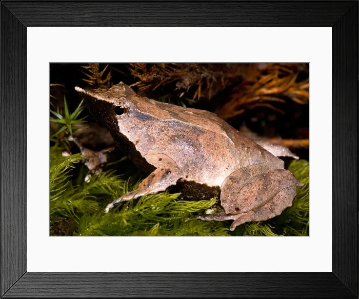 Framed Print : Darwin's Frog Framed Print : Darwin's Frog