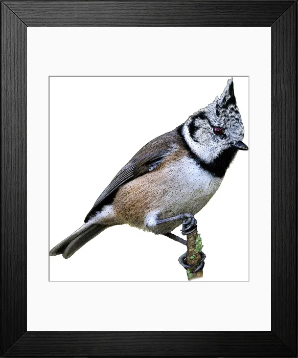 Framed Print : European Crested Tit