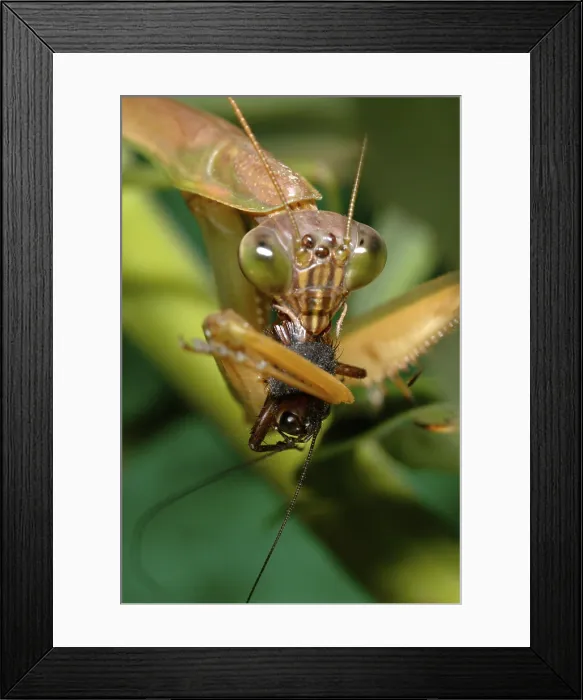 Framed Print : Chinese Mantid Eating a Cricket Framed Print : Chinese Mantid Eating a Cricket
