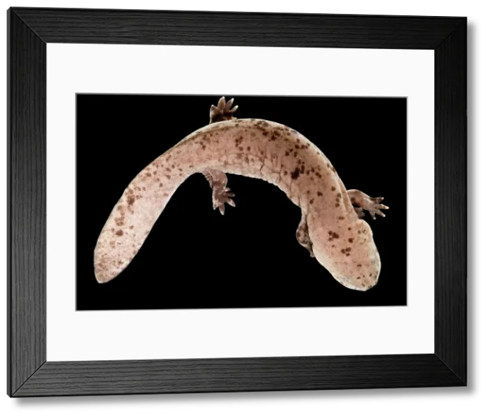 Framed Print : Japanese Giant Salamander (Andrias japonicus) Framed Print : Japanese Giant Salamander (Andrias japonicus)